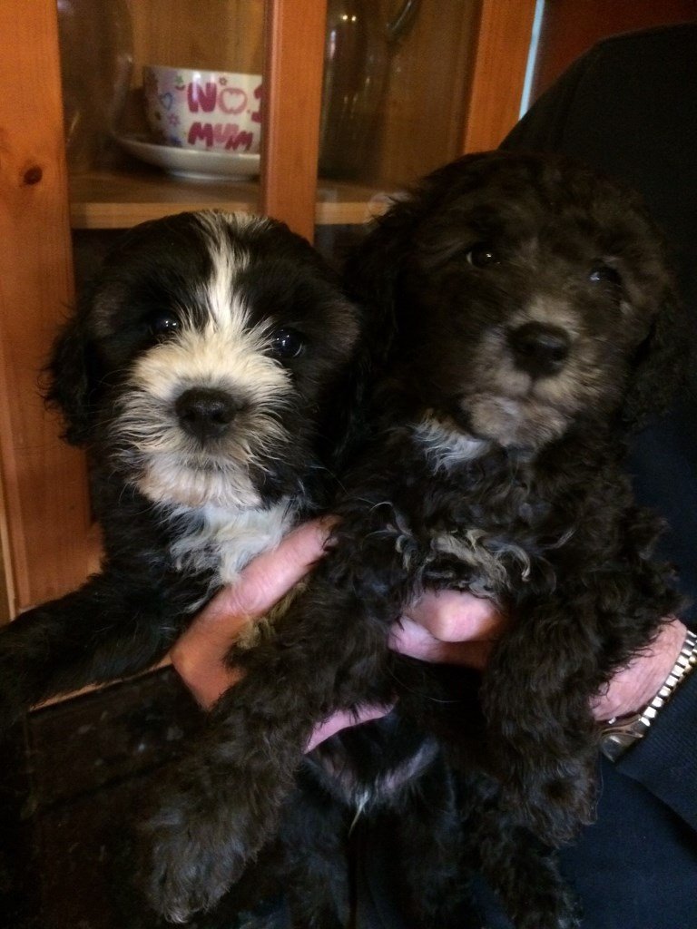 tibetan terrier kijiji